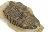 Rare, Calymenid (Pradoella) Trilobite - Jbel Kissane, Morocco #242424-4